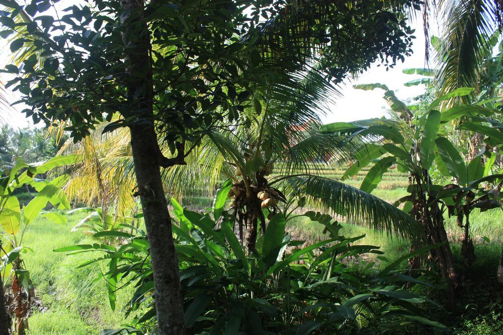 Wonder-Land Villa Ubud  Exterior photo